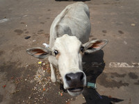 India